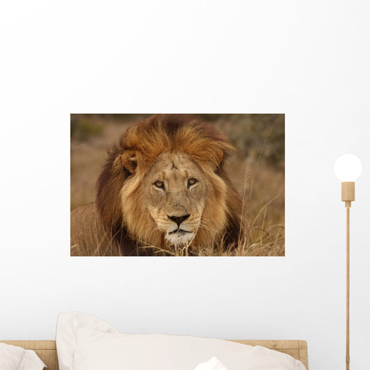 Close-up Big Male Lion Wall Decal