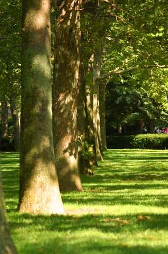 Line Tees Wall Decal