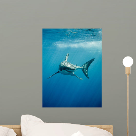Pacific Great White Shark Wall Decal