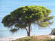 Algarve 2 Wall Decal