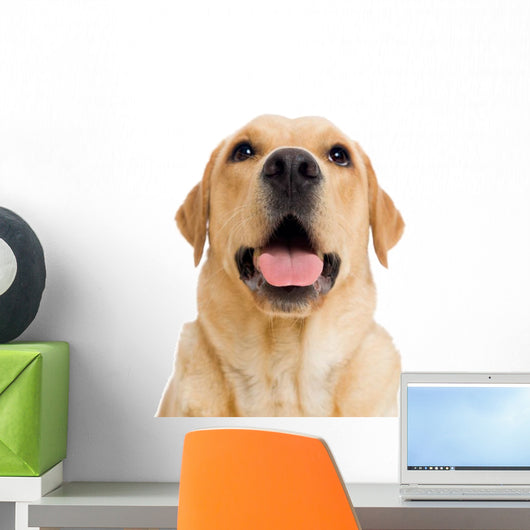 Young Labrador Retriever Dog Wall Decal