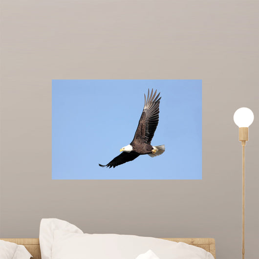 Adult Bald Eagle Haliaeetus Wall Decal
