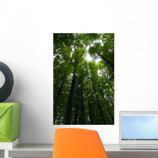Tree crowns Wall Mural