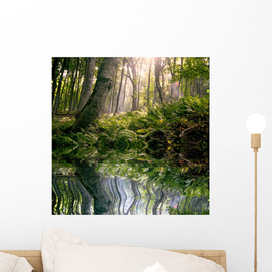 Morning Forest