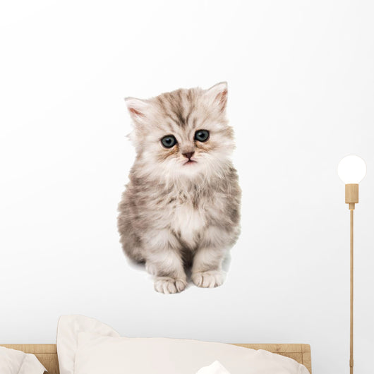 beautiful fluffy kitten Wall Decal