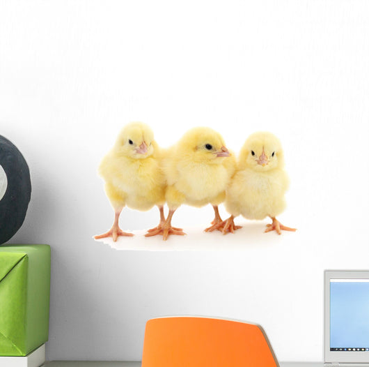 Three yellow chickens. Wall Decal