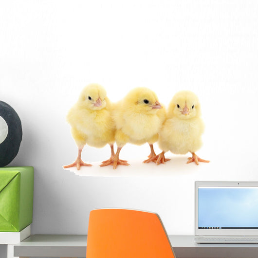 Three yellow chickens. Wall Decal