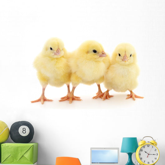 Three yellow chickens. Wall Decal