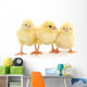 Three yellow chickens. Wall Decal