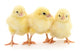 Three yellow chickens. Wall Decal