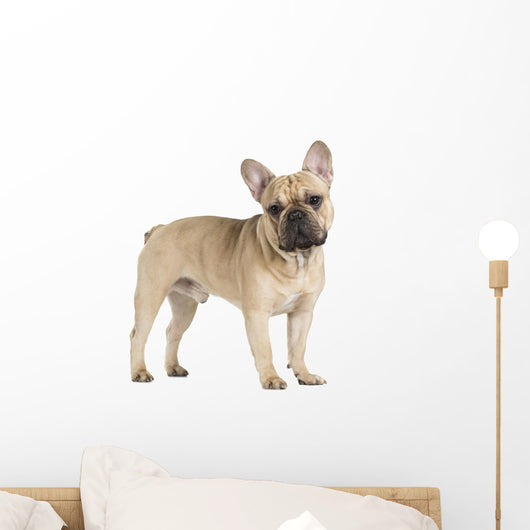 french bulldog fawn color on a white background Wall Decal