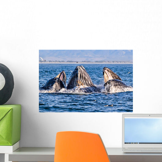 Humpback Whale Pod Wall Decal