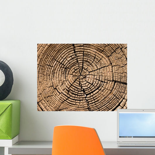 Tree Cut Texture