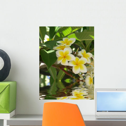 Frangipani