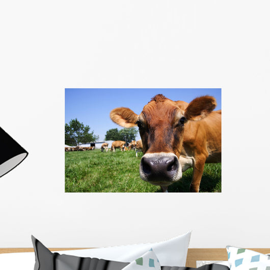 Jersey Cow Grazing Wall Mural