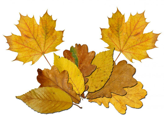 Colorful Autumn Wall Mural