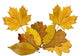 Colorful Autumn Wall Mural