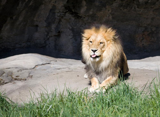 African Lion Sitting Rock Wall Mural