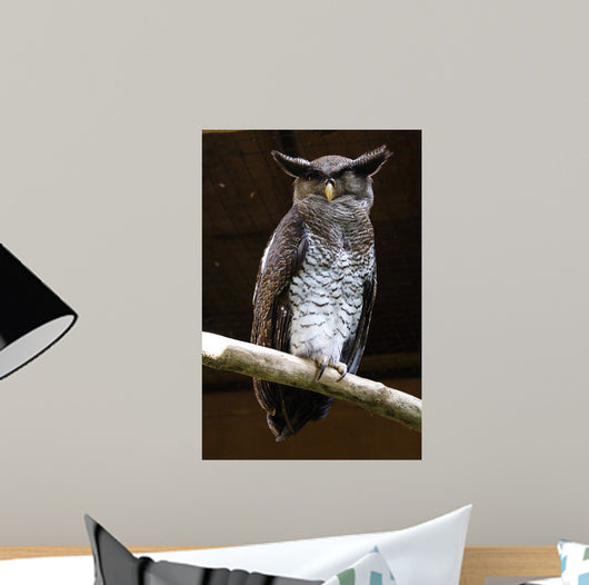 Owl Wall Mural