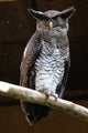 Owl Wall Mural