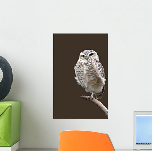 Burrowing Owl Wall Mural