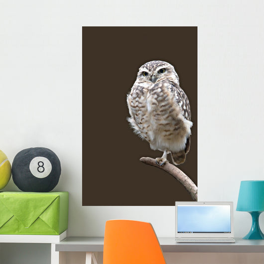 Burrowing Owl Wall Mural