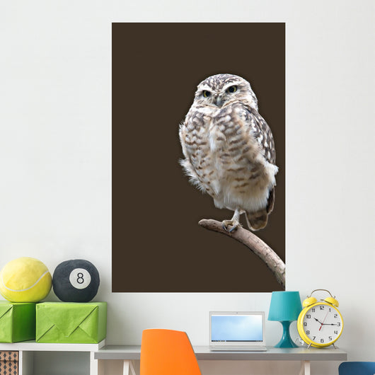 Burrowing Owl Wall Mural