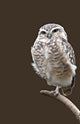 Burrowing Owl Wall Mural
