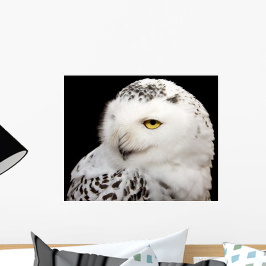 Snowy Owl Wall Mural