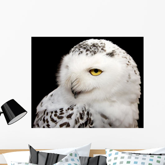 Snowy Owl Wall Mural