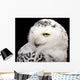 Snowy Owl Wall Mural