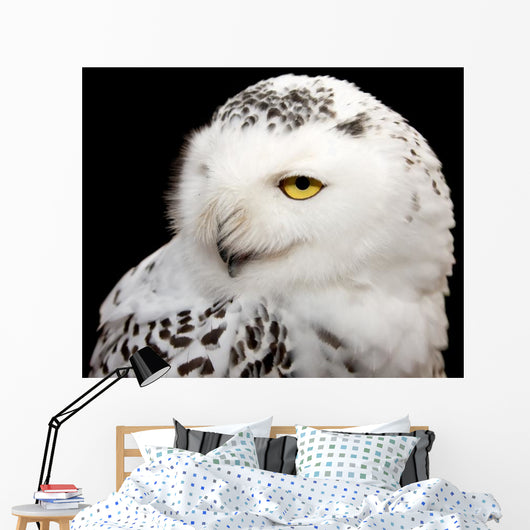 Snowy Owl Wall Mural