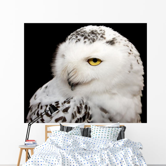 Snowy Owl Wall Mural