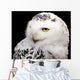 Snowy Owl Wall Mural