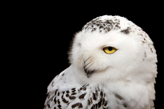 Snowy Owl Wall Mural