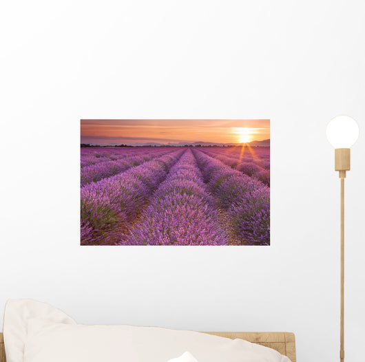 Sunrise over fields of lavender in the Provence, France Wall Mural
