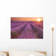 Sunrise over fields of lavender in the Provence, France Wall Mural