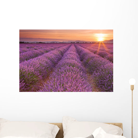 Sunrise over fields of lavender in the Provence, France Wall Mural