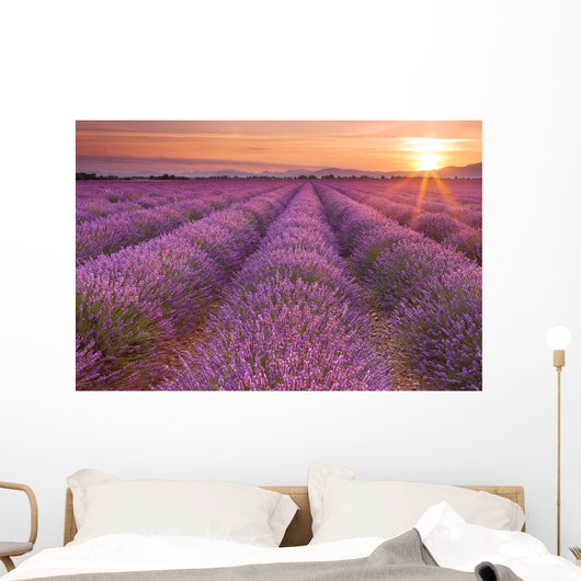 Sunrise over fields of lavender in the Provence, France Wall Mural