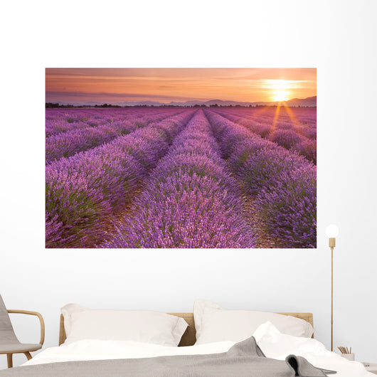Sunrise over fields of lavender in the Provence, France Wall Mural