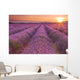 Sunrise over fields of lavender in the Provence, France Wall Mural
