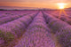 Sunrise over fields of lavender in the Provence, France Wall Mural