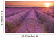 Sunrise over fields of lavender in the Provence, France Wall Mural