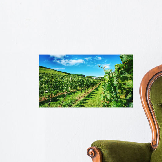 Waiheke Vineyard Wall Mural
