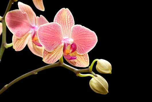 Orchid Wall Mural