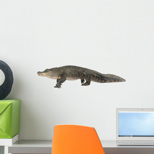 American Alligator 30 Years - Alligator Mississippiensis Wall Decal