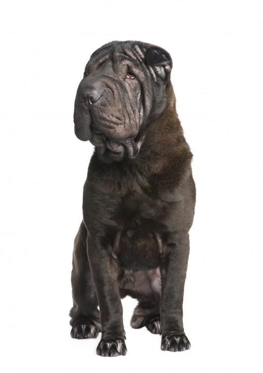 Black Sharpei Dog Wall Decal