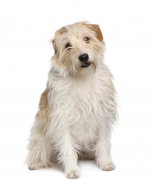 Fluffy Mutt Dog Wall Decal