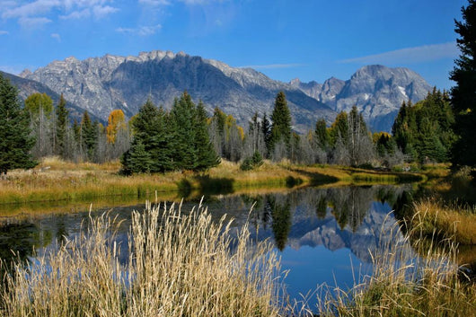 Beaver Pond Schwabacher Landing Wall Mural
