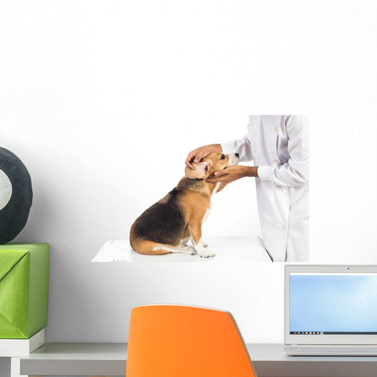 Veterinarian examining beagle dog Wall Decal